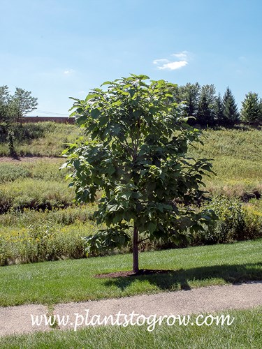 Hiawatha Catalpa (Catalpa speciosa)
A young plant with a more upright form.